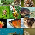 Conservation in wealthy nations may worsen global biodiversity loss, study finds