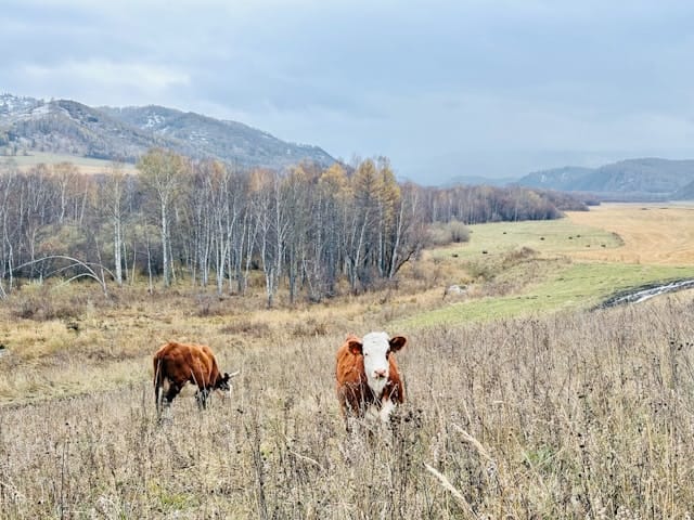 Wealthy Ranchers Profit From Public Lands