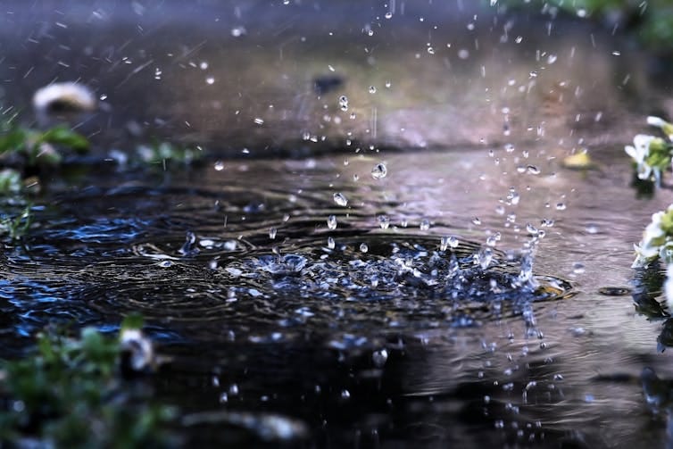 raindrops falling on puddle