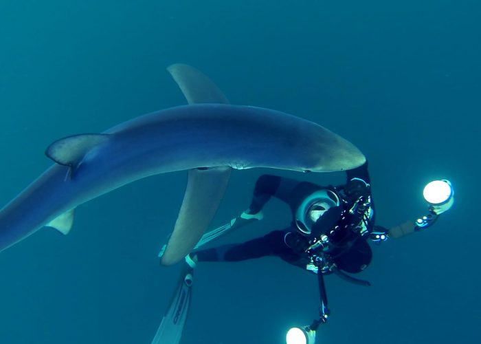 diverwithshark
