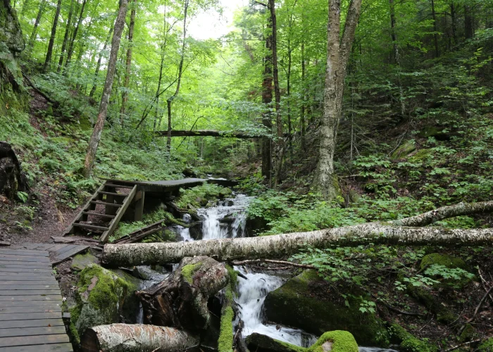 forest trail2